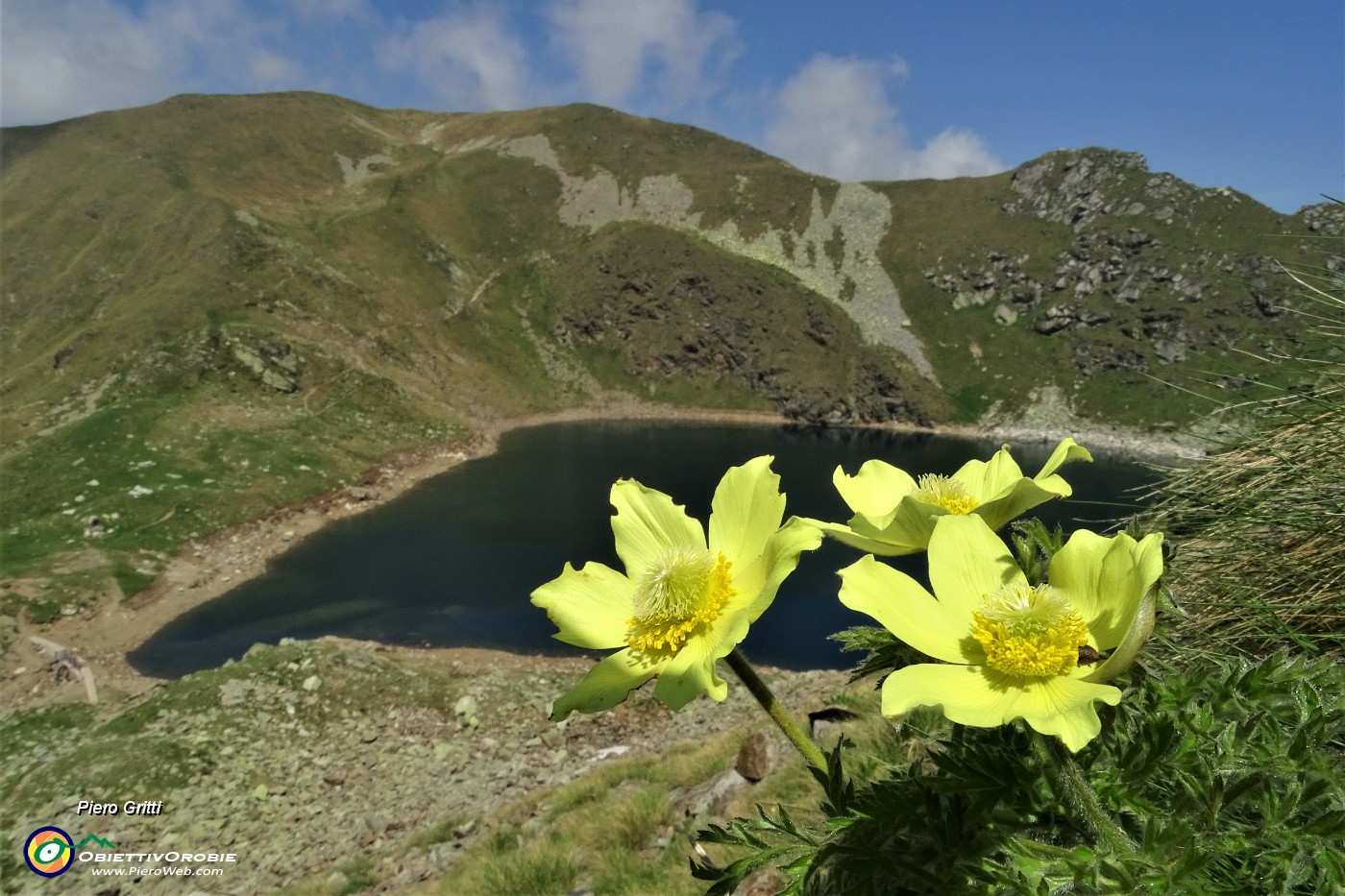 31 Giallo di pulsatilla alpina sulfurea sul blu-moro del Lago Moro.JPG